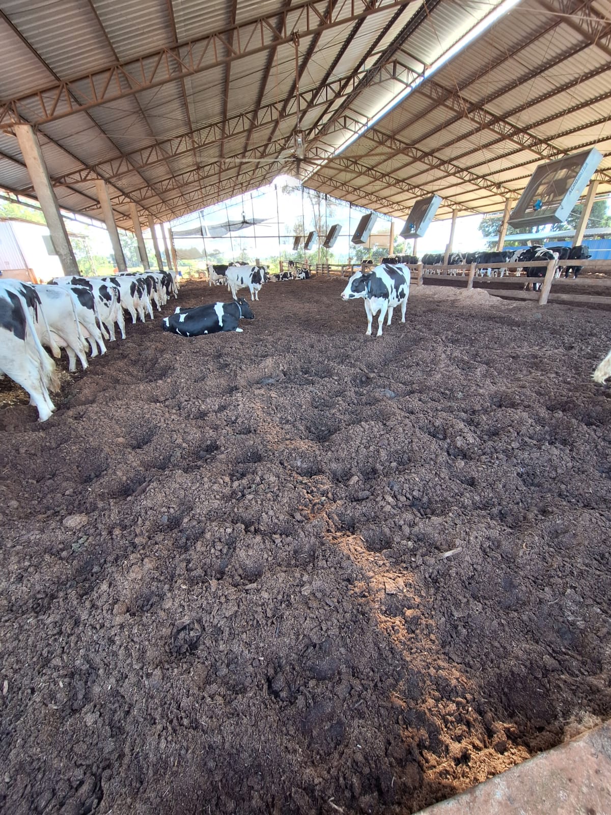 Composto Orgânico Esterco Bovino de Alta Qualidade — MBV Agro, Angatuba/SP (foto 1)