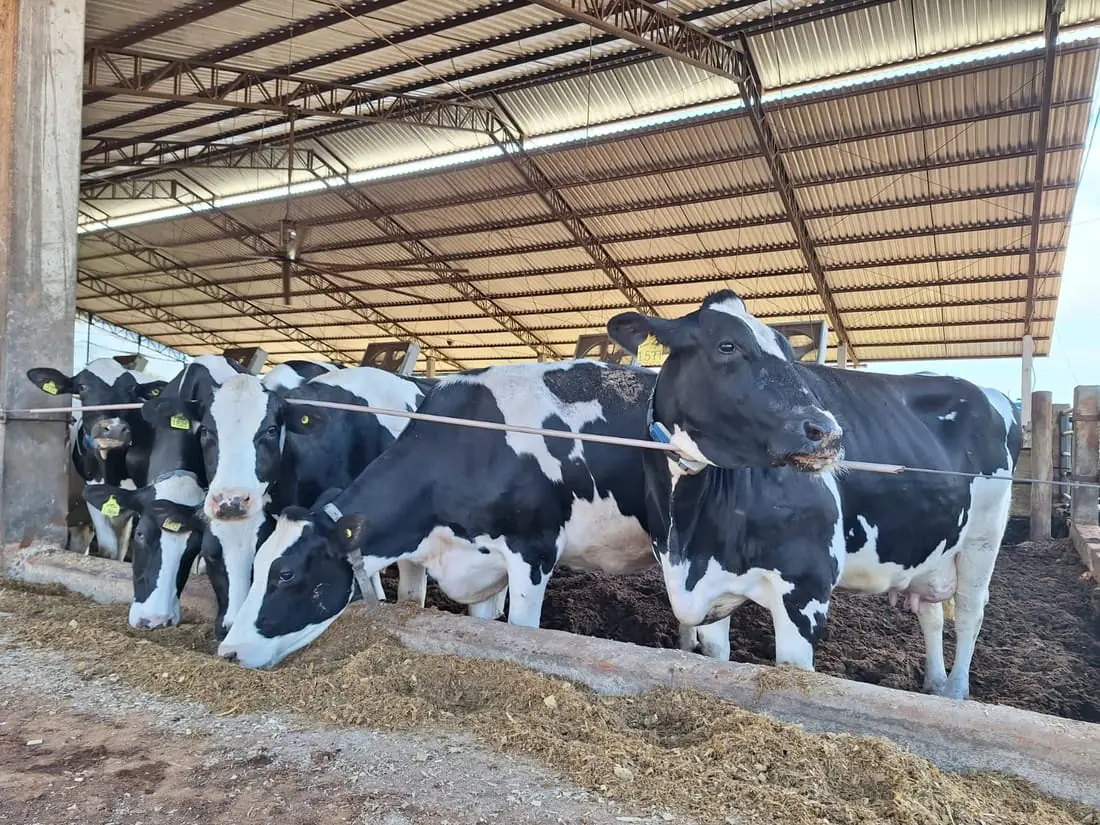 Vacas Holandesas Rebanho 100% Registrado e com Genoma — MBV Agro, Angatuba/SP (foto 1)